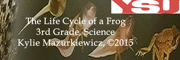 banner by author