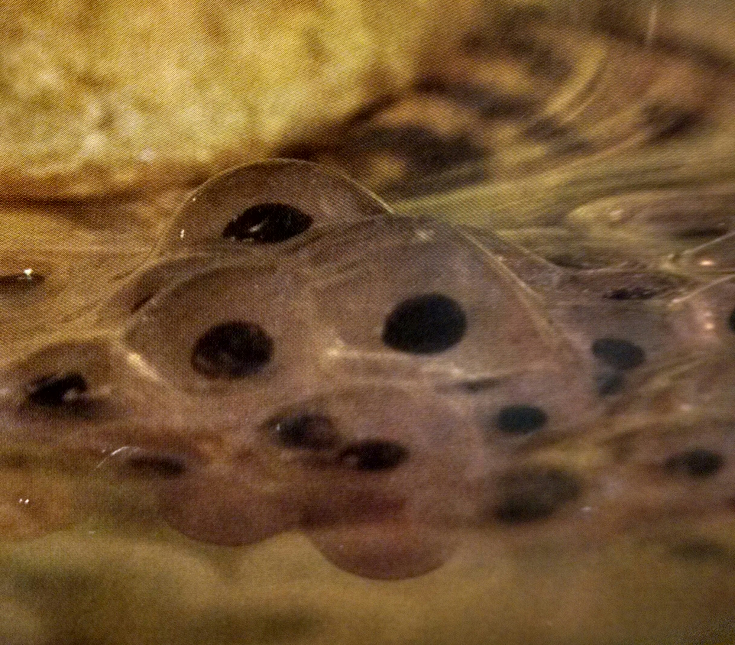 photo from Tadpole to Frog book
