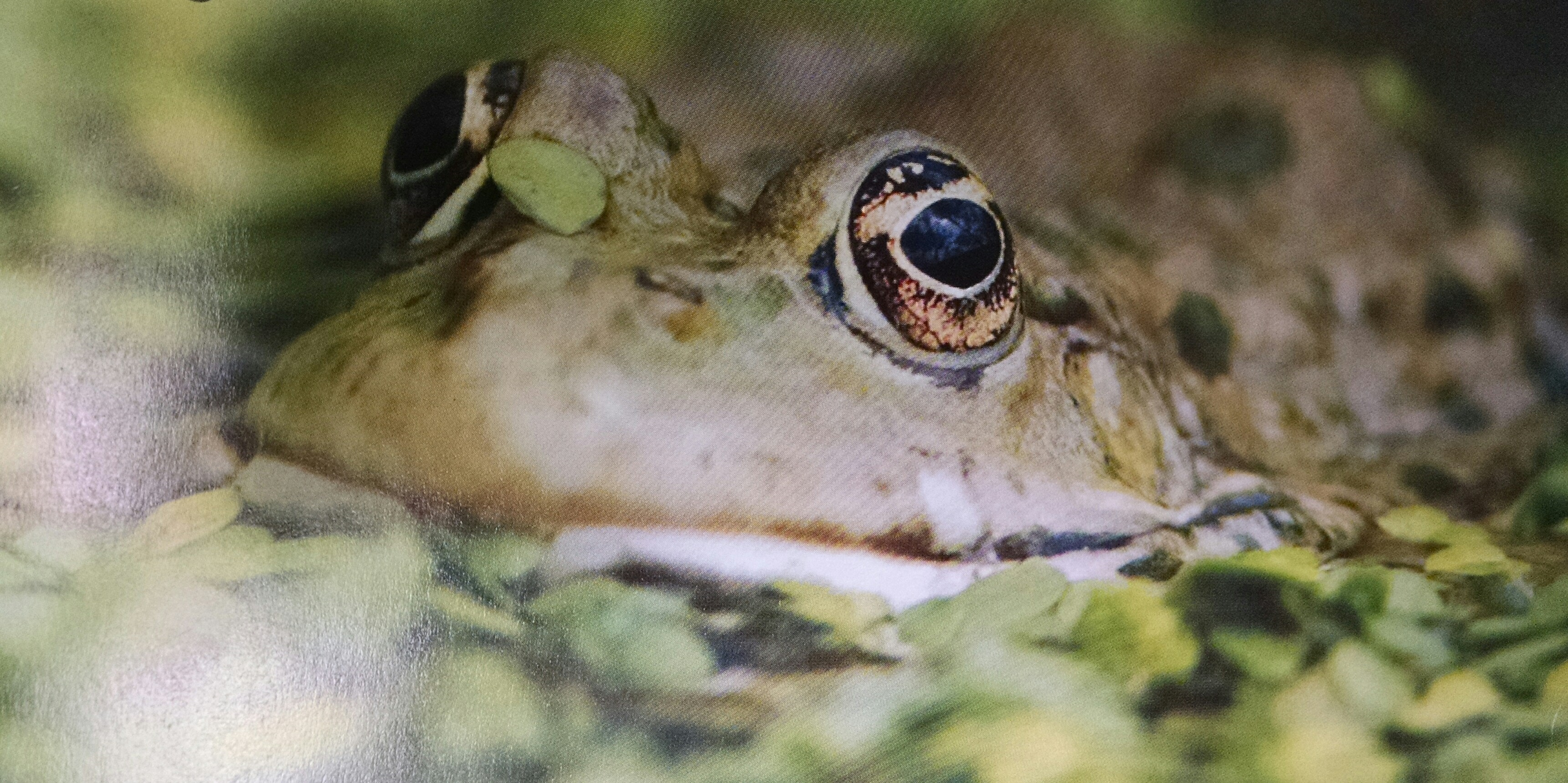 Photo From Tadpole to Frog